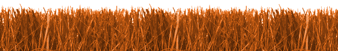 Grass