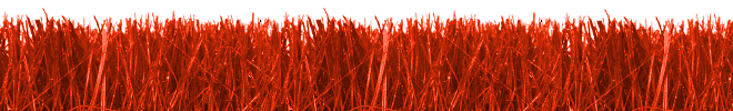 Grass